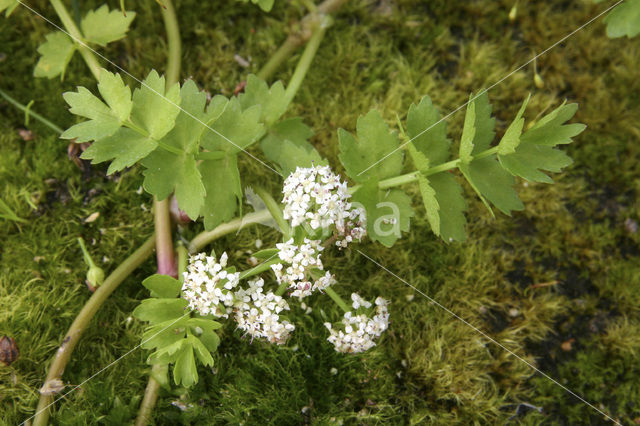 Kruipend moerasscherm (Apium repens)