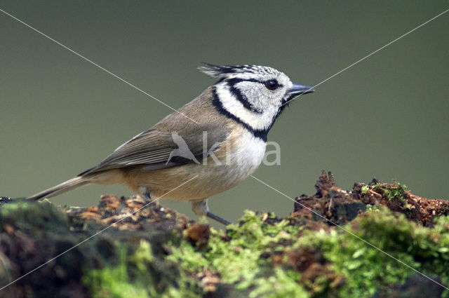 Kuifmees (Parus cristatus)