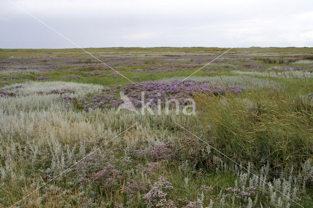 Lamsoor (Limonium vulgare)