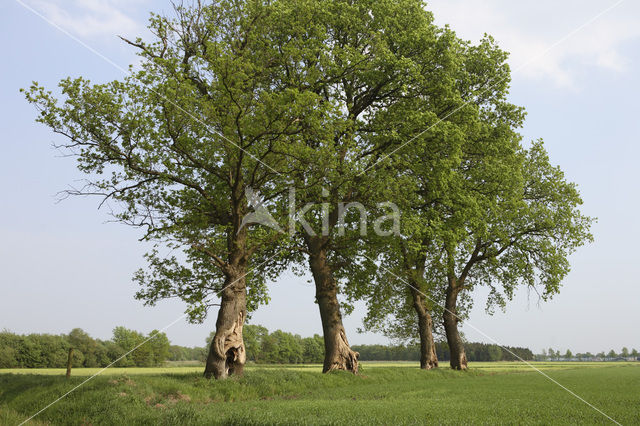 Landgoed De Klencke