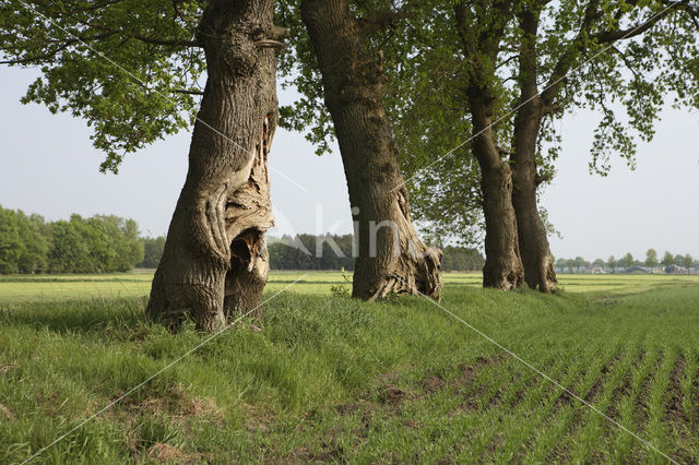 Landgoed De Klencke