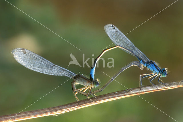 Lantaarntje (Ischnura elegans)