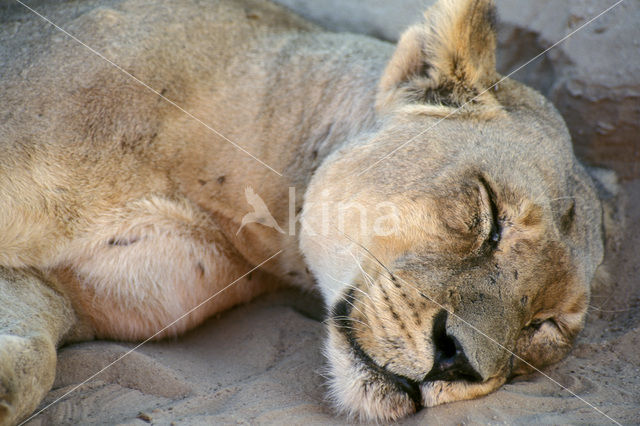 Leeuw (Panthera leo)