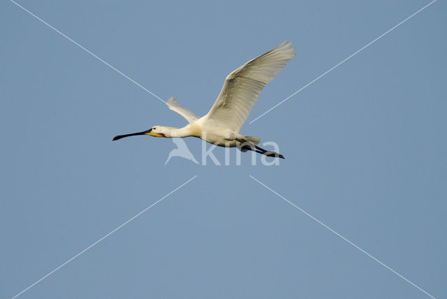 Eurasian Spoonbill (Platalea leucorodia)