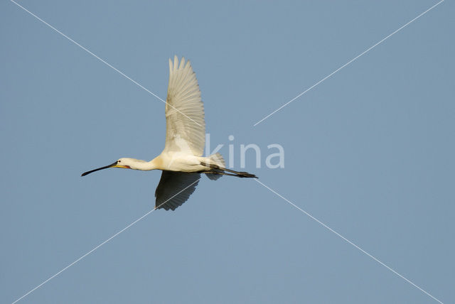 Lepelaar (Platalea leucorodia)