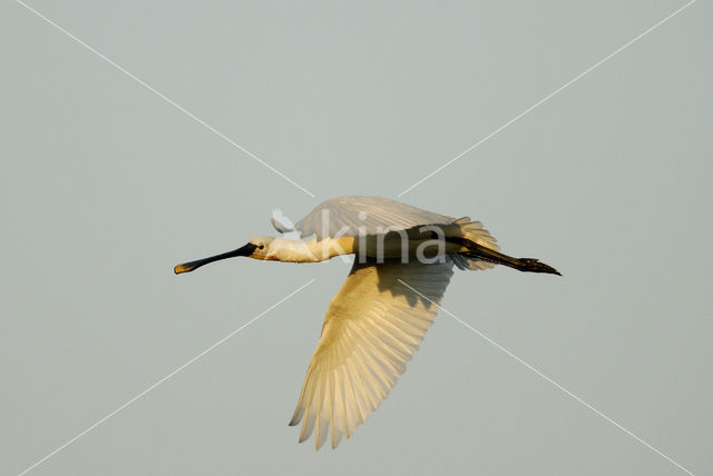 Lepelaar (Platalea leucorodia)