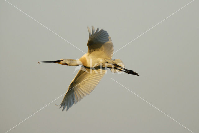 Lepelaar (Platalea leucorodia)