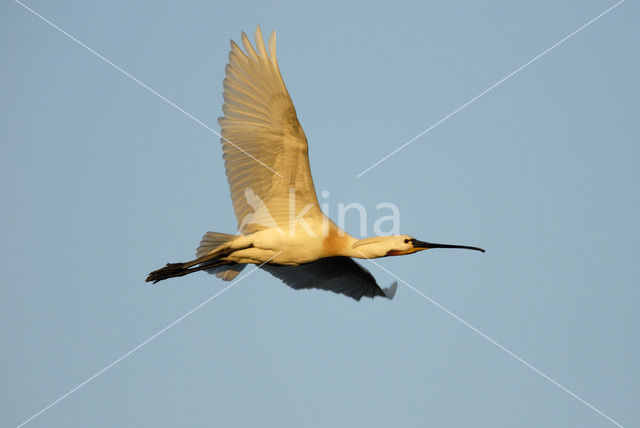 Eurasian Spoonbill (Platalea leucorodia)