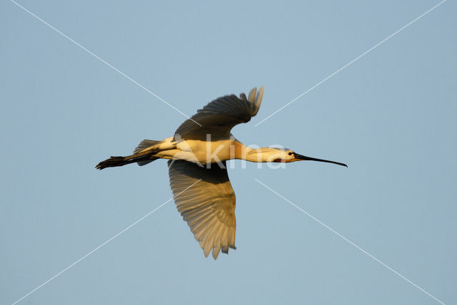 Lepelaar (Platalea leucorodia)