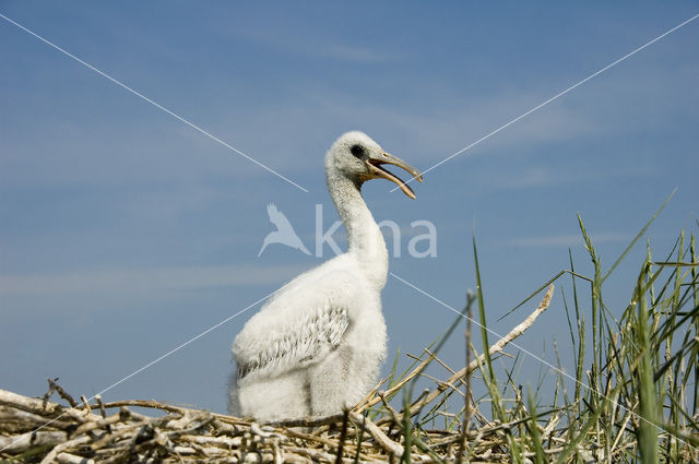 Lepelaar (Platalea leucorodia)