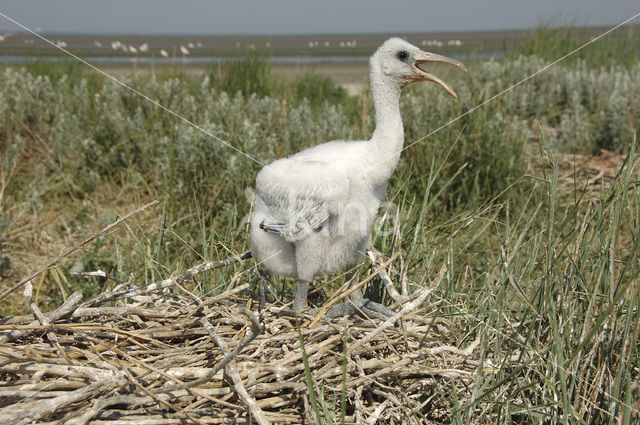 Lepelaar (Platalea leucorodia)