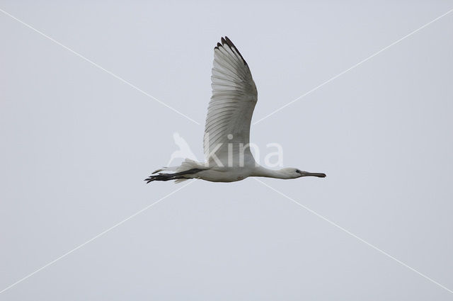 Lepelaar (Platalea leucorodia)