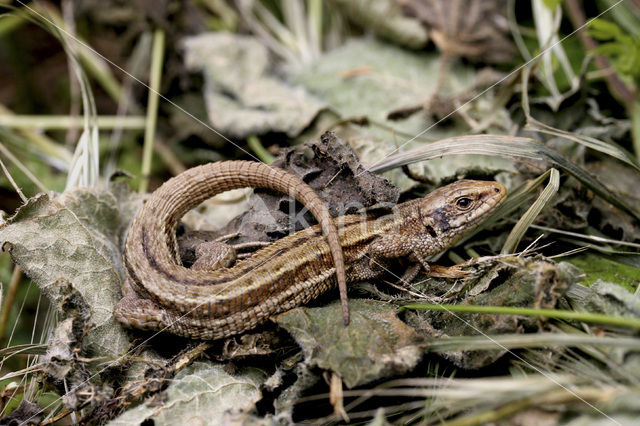 Levendbarende hagedis (Zootoca vivipara)