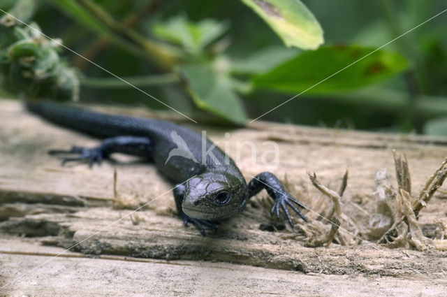 Levendbarende hagedis (Zootoca vivipara)