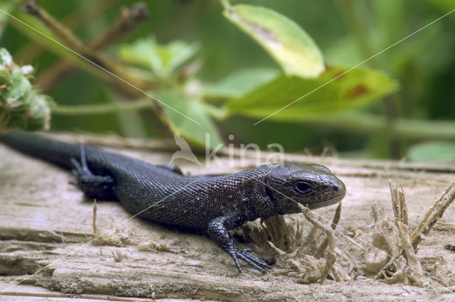 Levendbarende hagedis (Zootoca vivipara)