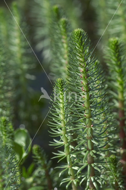 Lidsteng (Hippuris vulgaris)