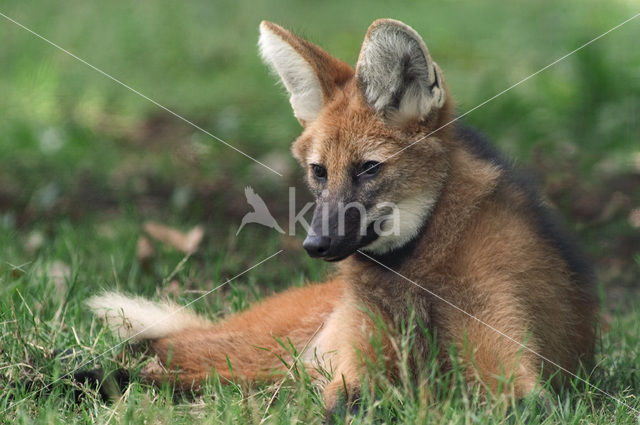 Manenwolf (Chrysocyon brachyurus)