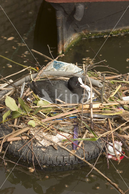 Meerkoet (Fulica atra)