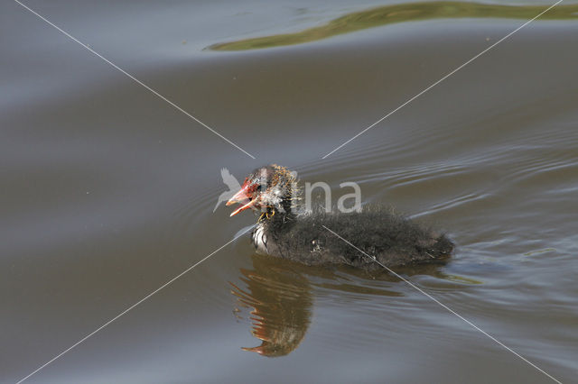 Meerkoet (Fulica atra)