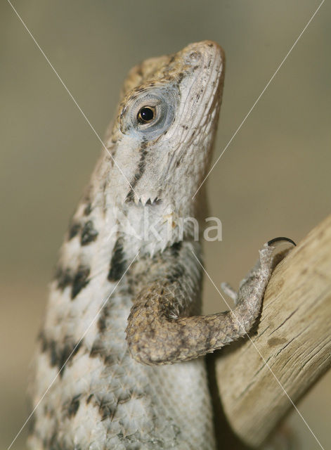 Meesterstekelleguaan (Sceloporus magister)