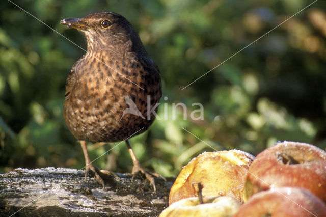 Merel (Turdus merula)