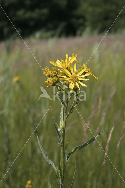 Moeraskruiskruid (Senecio paludosus)