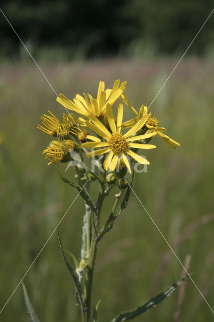 Moeraskruiskruid (Senecio paludosus)