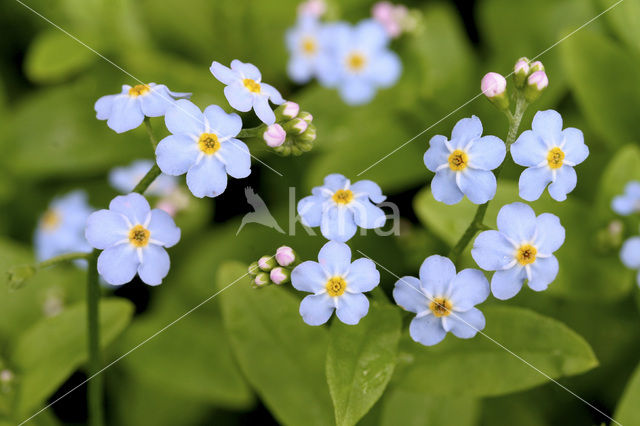 Moerasvergeet-mij-nietje (Myosotis scorpioides)