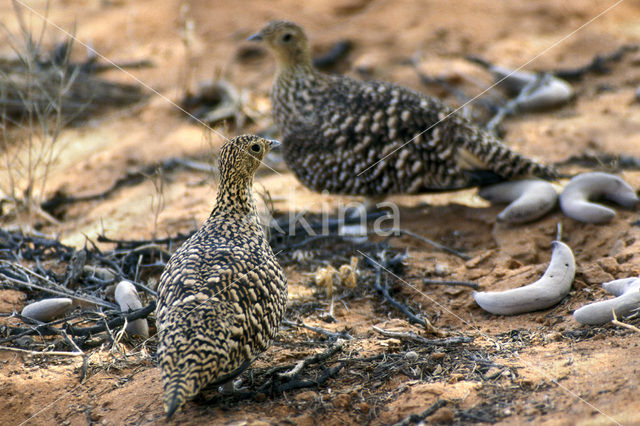 Namaquazandhoen (Pterocles namaqua)