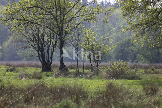 Norger Esdorpenlandschap