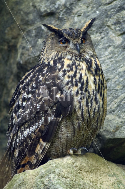 Oehoe (Bubo bubo)