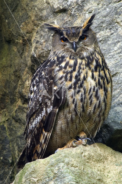 Oehoe (Bubo bubo)