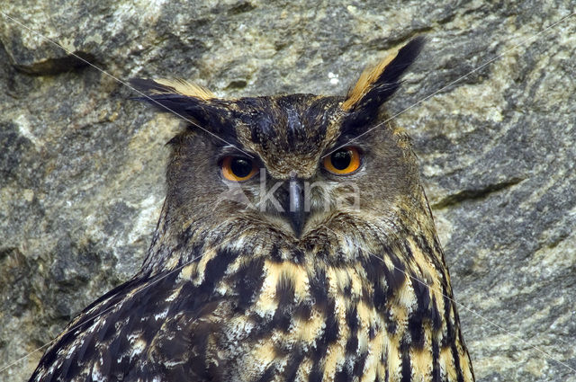 Oehoe (Bubo bubo)