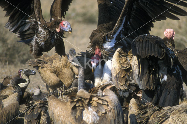 Oorgier (Torgos tracheliotos)