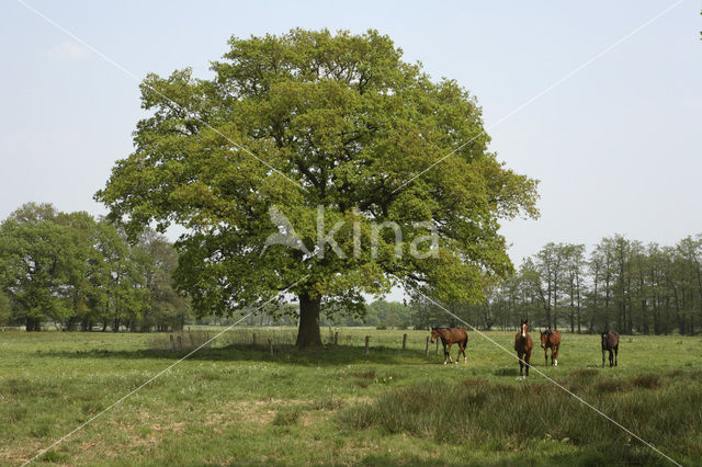 Paard (Equus spp)