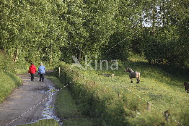 Paard (Equus spp)