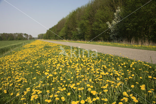 Paardenbloem (Taraxacum spec.)