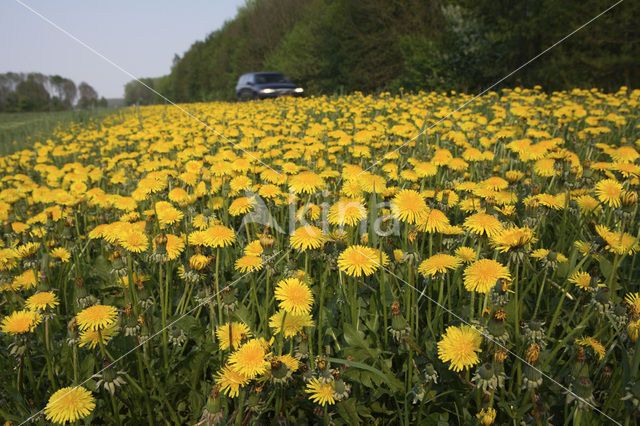 Paardenbloem (Taraxacum spec.)