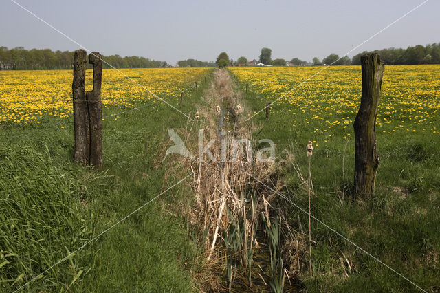 Paardenbloem (Taraxacum spec.)