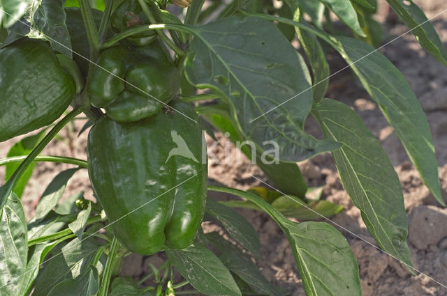 Paprika (Capsicum annuum)