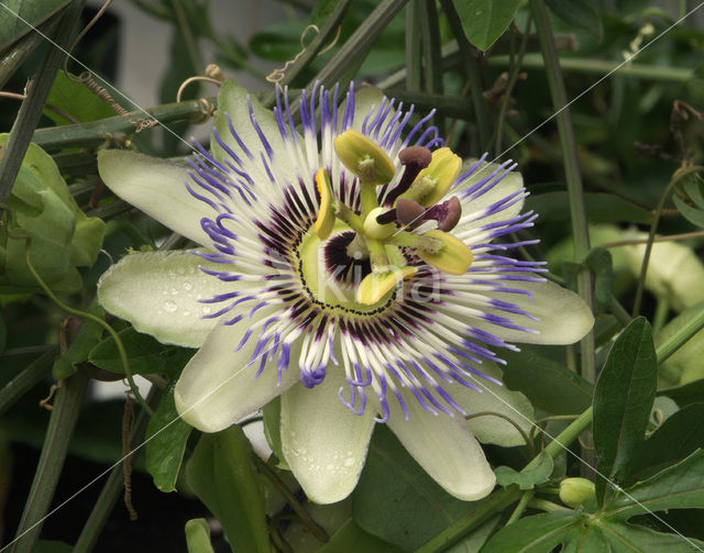 Passiebloem (Passiflora caerulea)