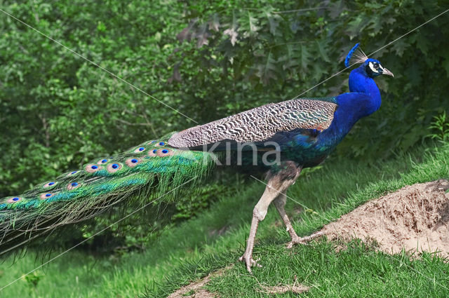 Indian Peafowl (Pavo cristatus)