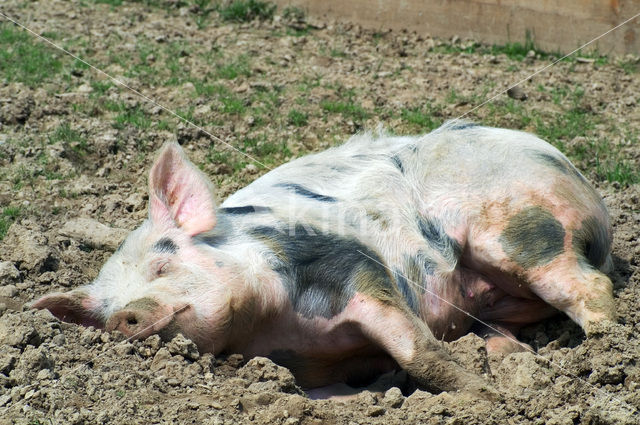 Pietrain varken (Sus domesticus)