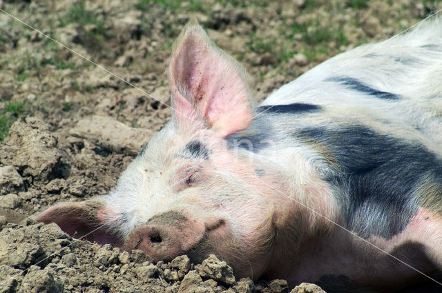 Pietrain varken (Sus domesticus)