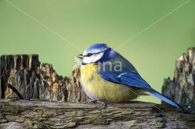 Pimpelmees (Parus caeruleus)