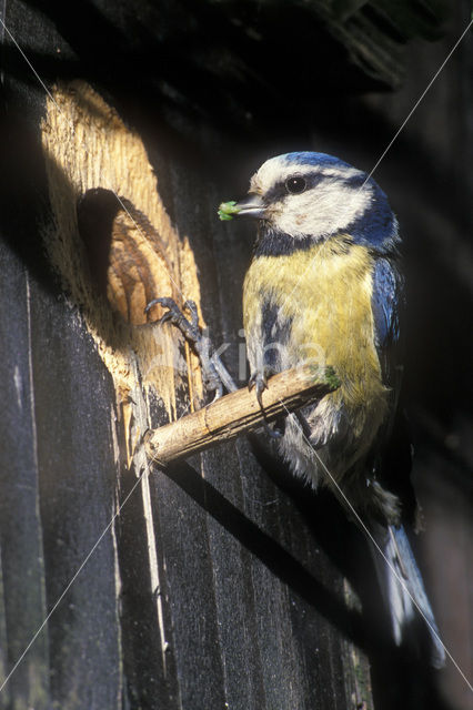 Blue Tit (Parus caeruleus)