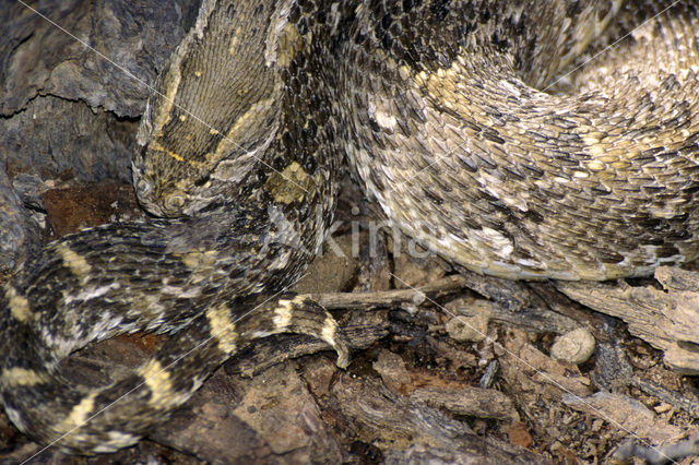 Pofadder (Bitis arietans)