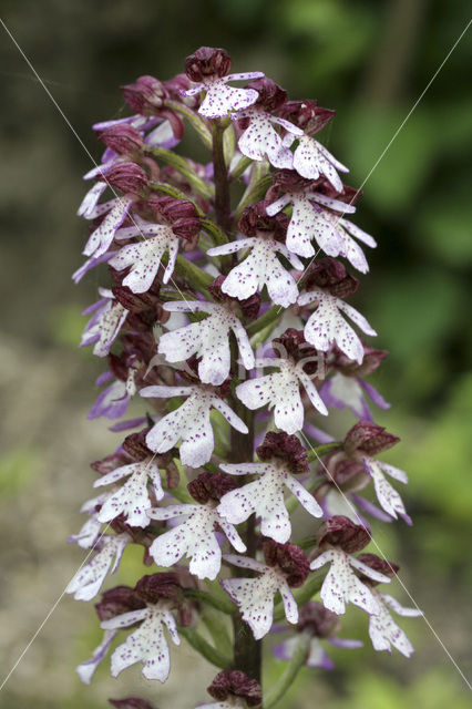 Purperorchis