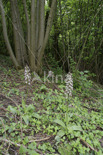 Purperorchis