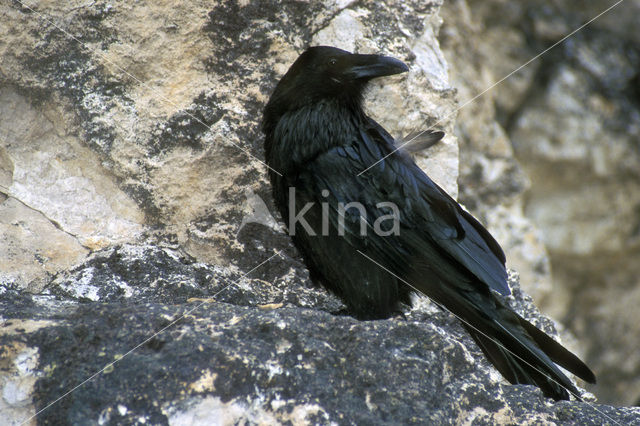 Raaf (Corvus corax)